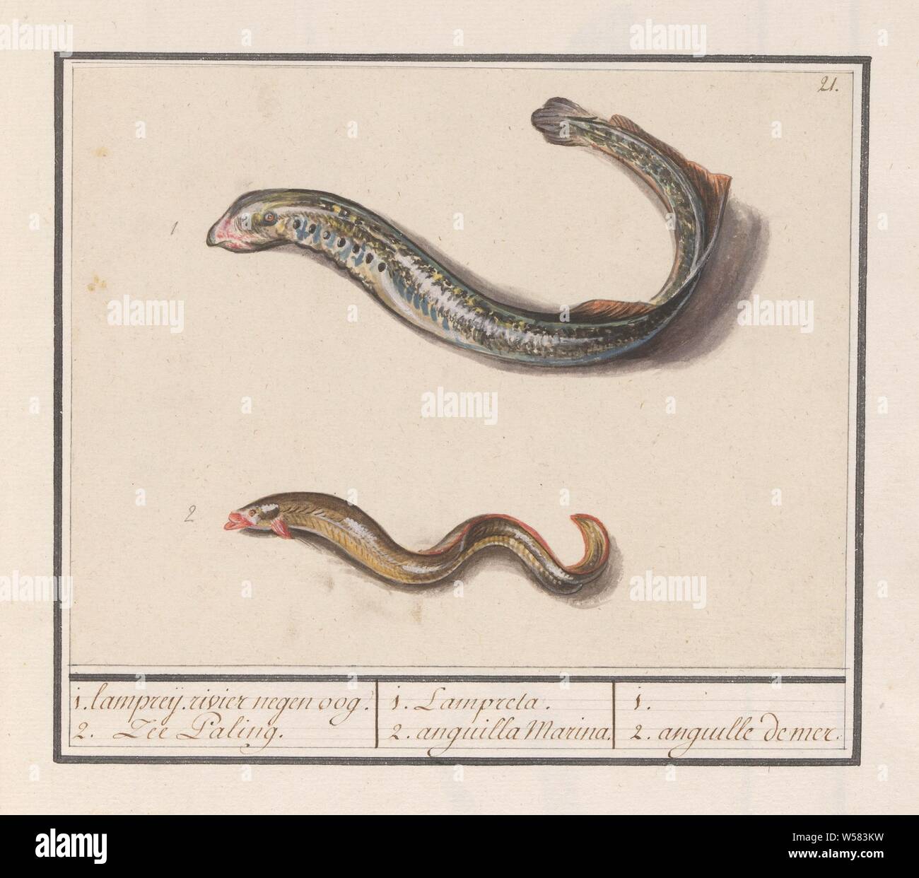 River puncture (Lampetra fluviatilis) and sea eel (Congridae), 1. lampreij. river nine eye. 2. Sea Eel. / 1. Lampreta. 2. Anguilla Marina. / 1. 2. anguille de mer. (title on object), River puncture and sea eel. Numbered top right: 21. Part of the sixth album with drawings of fish, shells and insects. Sixth of twelve albums with drawings of animals, birds and plants known around 1600, commissioned by Emperor Rudolf II. With explanations in Dutch, Latin and French, eels: lamprey, eels: eel, Anselmus Boetius de Boodt, 1596 - 1610, paper, pencil, chalk, watercolor (paint), deck paint, brush, h 145 Stock Photo