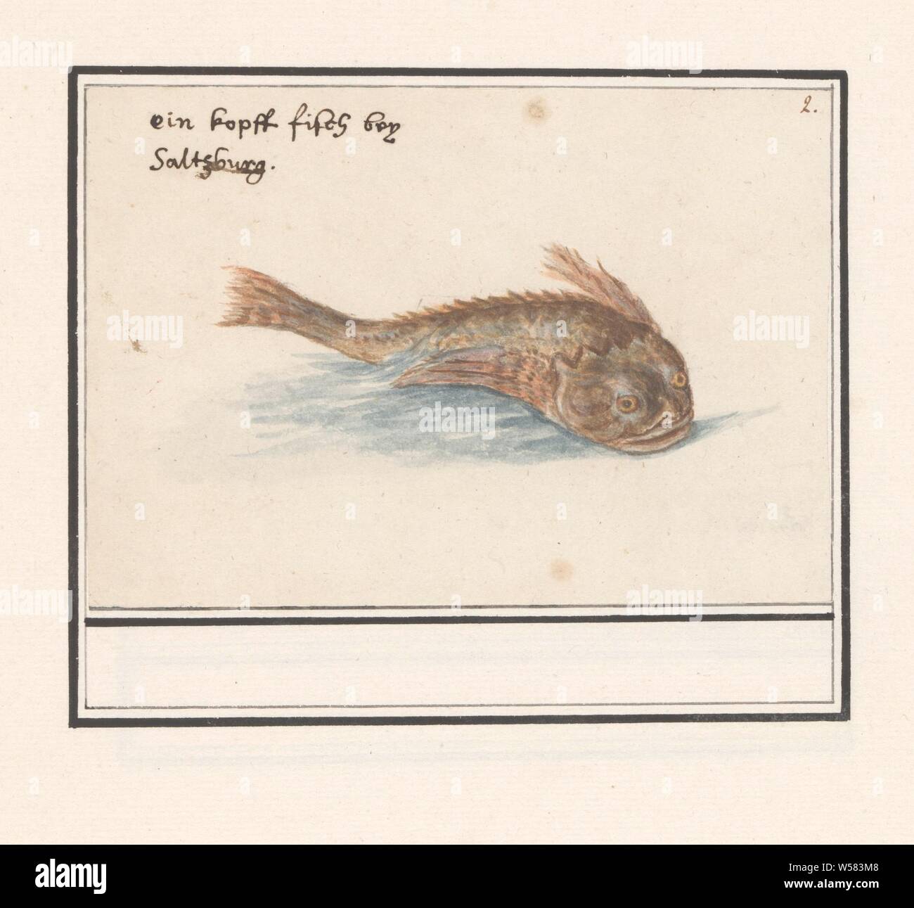 Unknown fish, An unidentified fish. According to the inscription a 'kopfffisch' caught near Salzburg. Numbered top right: 2. Part of the sixth album with drawings of fish, shells and insects. Sixth of twelve albums with drawings of animals, birds and plants known around 1600, commissioned by Emperor Rudolf II. With explanations in Dutch, Latin and French, bony fishes, Anselmus Boetius de Boodt, 1596 - 1610, paper, pencil, chalk, watercolor (paint), deck paint, ink, pen, h 105 mm × w 151 mm Stock Photo