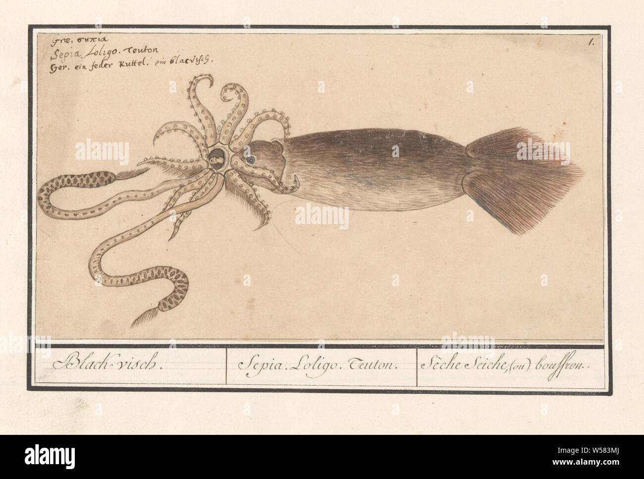Ordinary squid (Loligo vulgaris), Black-fish. / Sepia. Loligo. Teuton. / Sèche seiche, (ou) bouffrou (title on object), Squid. Numbered top right: 1. Top left the name in three languages. Part of the sixth album with drawings of fish, shells and insects. Sixth of twelve albums with drawings of animals, birds and plants known around 1600, commissioned by Emperor Rudolf II. With explanation in Dutch, Latin and French, molluscs: squid, Anselmus Boetius de Boodt, 1596 - 1610, paper, pencil, chalk, watercolor (paint), deck paint, ink, pen, h 155 mm × w 288 mm Stock Photo
