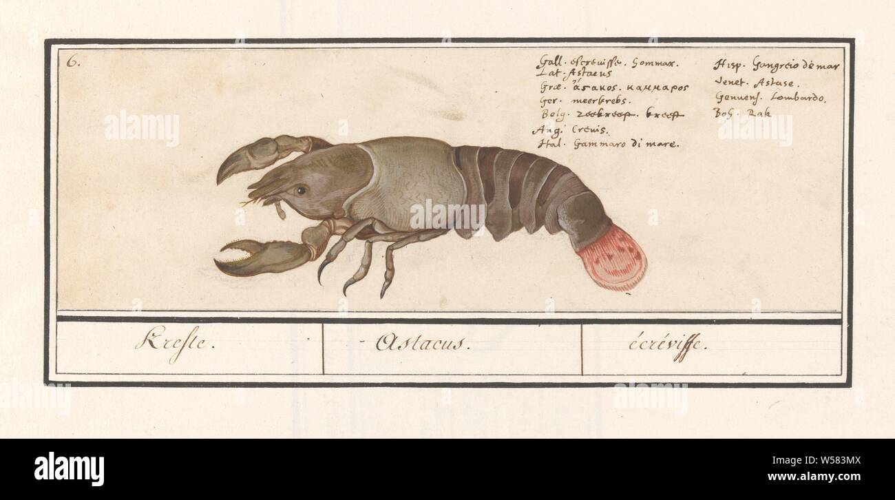 Lobster (Homarus gammarus), Lobster. / Astacus. / écréviffe (title on object), European lobster. Numbered top left: 6. Top right the name in eleven languages. Part of the sixth album with drawings of fish, shells and insects. Sixth of twelve albums with drawings of animals, birds and plants known around 1600, commissioned by Emperor Rudolf II. With explanations in Dutch, Latin and French, crustaceans: lobster, Anselmus Boetius de Boodt, 1596 - 1610, paper, pencil, chalk, watercolor (paint), deck paint, ink, pen, h 95 mm × w 286 mm Stock Photo