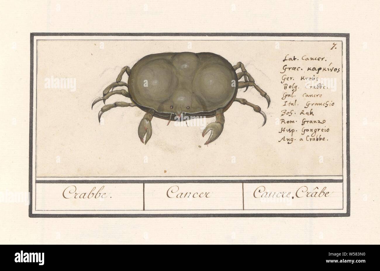 Krab (Cancer), Crabbe. / Cancer / Cancre, Crâbe (title on object), Crab. Numbered top right: 7. Below the name in ten languages. Part of the sixth album with drawings of fish, shells and insects. Sixth of twelve albums with drawings of animals, birds and plants known around 1600, commissioned by Emperor Rudolf II. With explanations in Dutch, Latin and French, crustaceans: crab, Anselmus Boetius de Boodt, 1596 - 1610, paper, pencil, chalk, watercolor (paint), deck paint, ink, lacquer (coating), pen, h 82 mm × w 186 mm Stock Photo