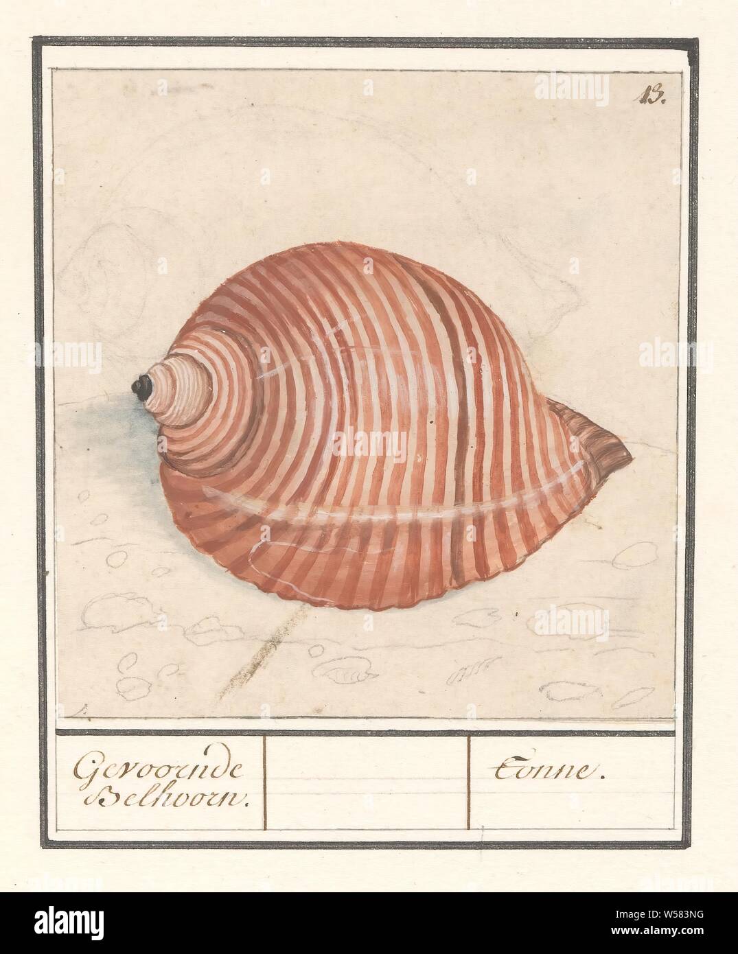 Shell of a sea snail, Gevoornde Belhoorn. / Tonne, Shell of a sea snail. Numbered top right: 13. Part of the sixth album with drawings of fish, shells and insects. Sixth of twelve albums with drawings of animals, birds and plants known around 1600, commissioned by Emperor Rudolf II. With explanations in Dutch, Latin and French, molluscs (shell, snail-shell etc.), Anselmus Boetius de Boodt, 1596 - 1610, paper, pencil, chalk, watercolor (paint), deck paint, brush, h 121 mm × w 106 mm Stock Photo