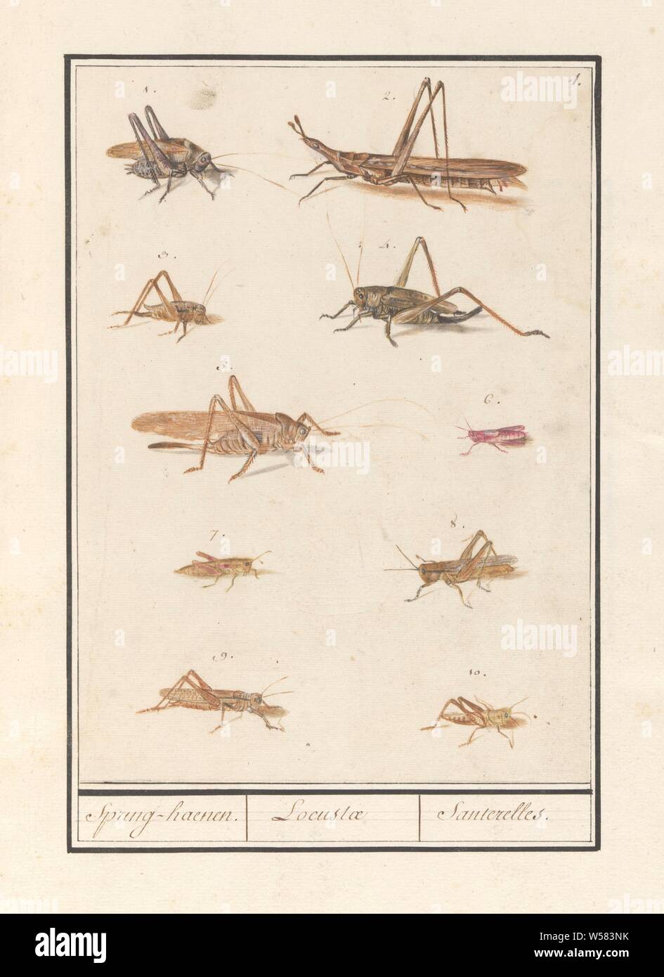 Page 6 Cricket For Birds High Resolution Stock Photography And Images Alamy