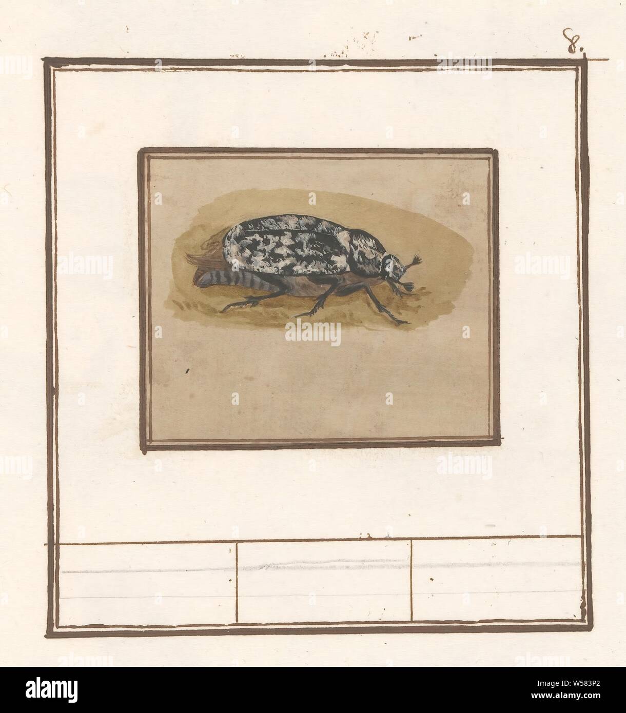 Cockchafer (Polyphylla fullo), Cockchafer. Numbered top right on the sheet: 8. Part of the sixth album with drawings of fish, shells and insects. Sixth of twelve albums with drawings of animals, birds and plants known around 1600, commissioned by Emperor Rudolf II. With explanations in Dutch, Latin and French, insects: scarabaeus, Anselmus Boetius de Boodt, Praag, 1596 - 1610, paper, pencil, chalk, watercolor (paint), deck paint, brush, h 67 mm × w 81 mm Stock Photo