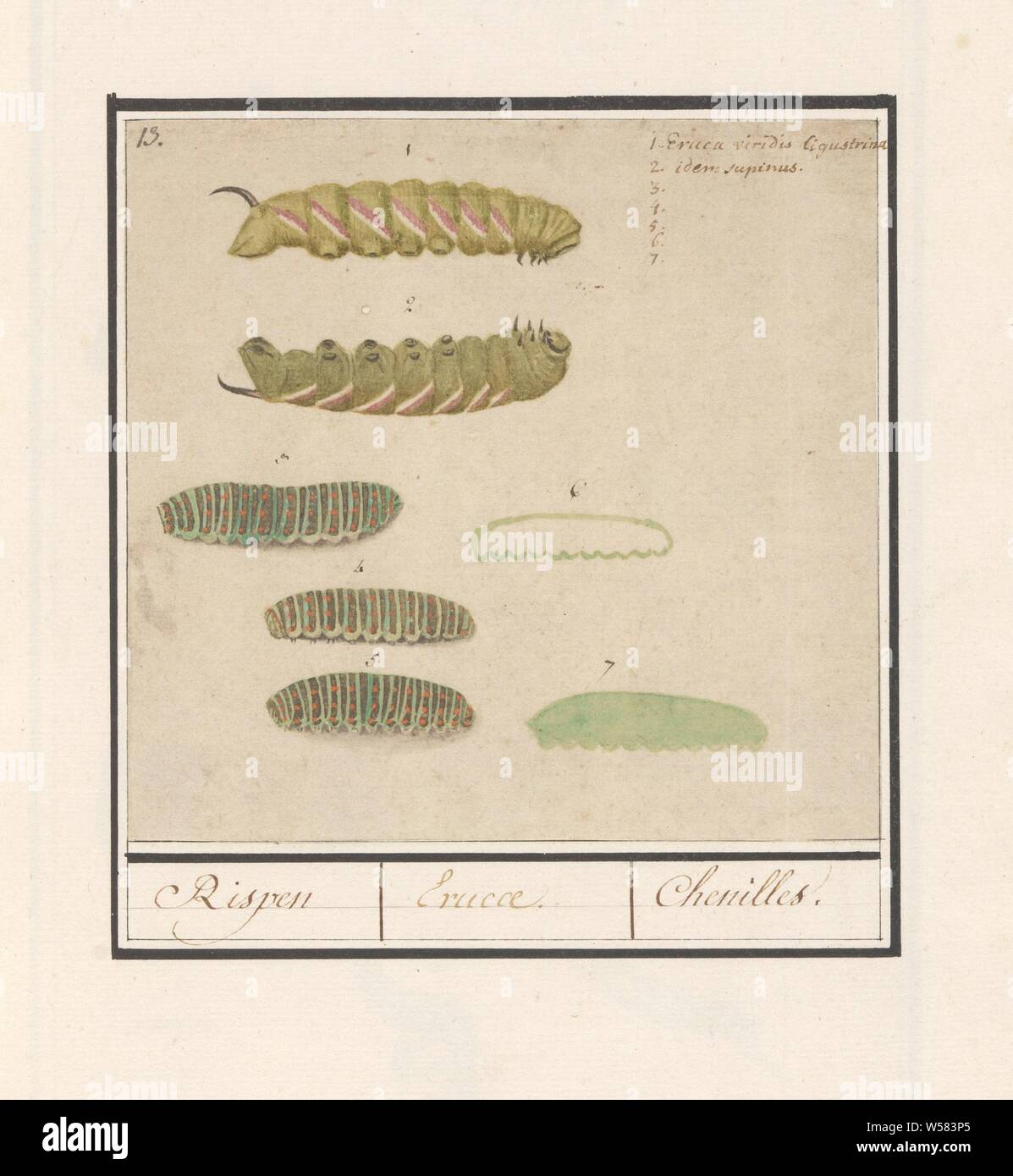 Caterpillars, Rispen / Erucae. / Chenilles (title on object), Leaf with different caterpillars, numbered 1-7. Top right two names in Latin. Numbered top left: 13. Part of the sixth album with drawings of fish, shells and insects. Sixth of twelve albums with drawings of animals, birds and plants known around 1600, commissioned by Emperor Rudolf II. With explanations in Dutch, Latin and French, insects: caterpillar, Anselmus Boetius de Boodt, Praag, 1596 - 1610, paper, pencil, chalk, watercolor (paint), deck paint, ink, pen, h 146 mm × w 152 mm Stock Photo
