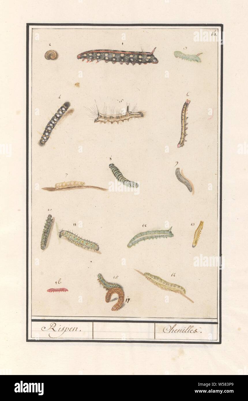 Caterpillars, Rispen / Chenilles (title on object), Leaf with seventeen different caterpillars, numbered 1-17. Numbered top right: 14. Part of the sixth album with drawings of fish, shells and insects. Sixth of twelve albums with drawings of animals, birds and plants known around 1600, commissioned by Emperor Rudolf II. With explanation in Dutch, Latin and French, insects: caterpillar, Anselmus Boetius de Boodt, Praag, 1596 - 1610, paper, pencil, chalk, watercolor (paint), deck paint, ink, pen, h 267 mm × w 171 mm Stock Photo