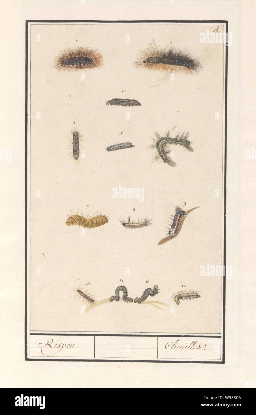Caterpillars, Rispen / Chenilles (title on object), Sheet with thirteen hairy caterpillars, numbered 1-13. Numbered top right: 15. Part of the sixth album with drawings of fish, shells and insects. Sixth of twelve albums with drawings of animals, birds and plants known around 1600, commissioned by Emperor Rudolf II. With explanations in Dutch, Latin and French, insects: caterpillar, Anselmus Boetius de Boodt, Praag, 1596 - 1610, paper, pencil, chalk, watercolor (paint), deck paint, ink, pen, h 270 mm × w 168 mm Stock Photo