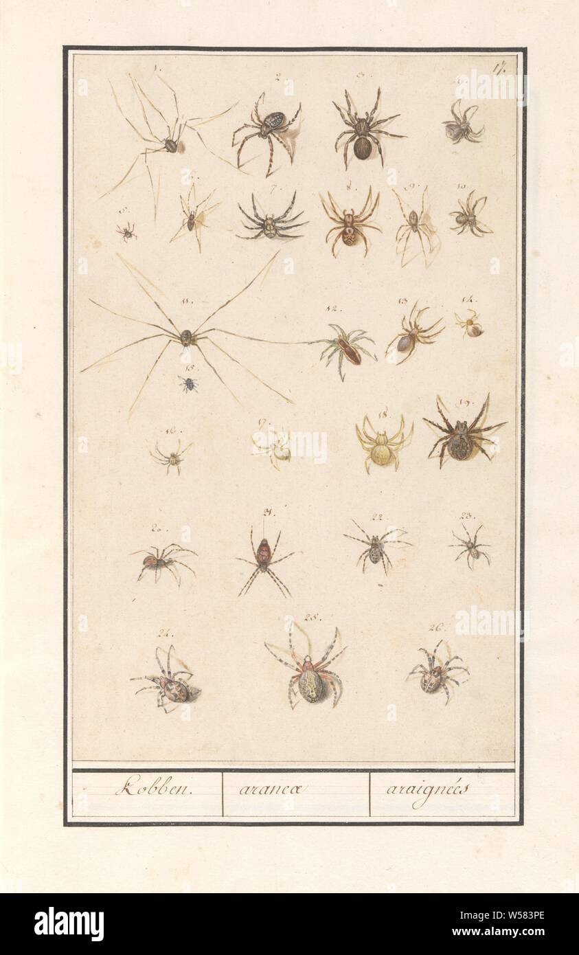 Leaf with spiders, Kobben. / aranea / araignées (title on object), Sheet with twenty-six different spiders, numbered 1-26. Numbered top right: 17. Part of the sixth album with drawings of fish, shells and insects. Sixth of twelve albums with drawings of animals, birds and plants known around 1600, commissioned by Emperor Rudolf II. With explanation in Dutch, Latin and French, spiders (with NAME), Anselmus Boetius de Boodt, Praag, 1596 - 1610, paper, pencil, chalk, watercolor (paint), deck paint, ink, pen, h 293 mm × w 183 mm Stock Photo
