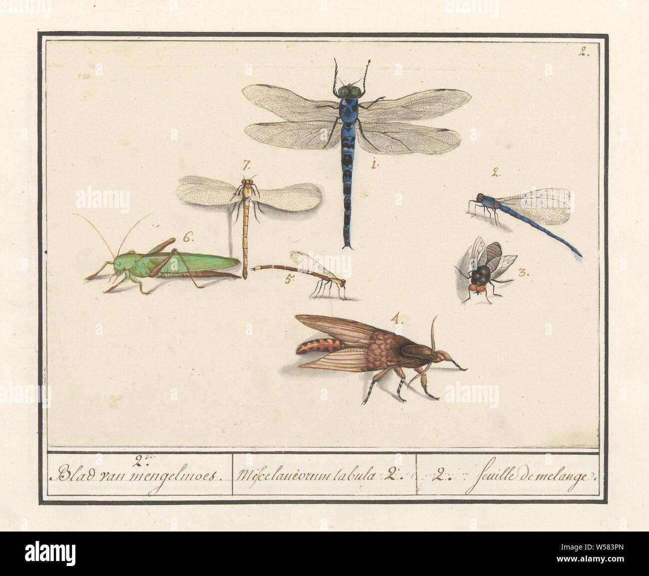 Natural History Ensemble No 2 2 Mixture Miscelaniorum