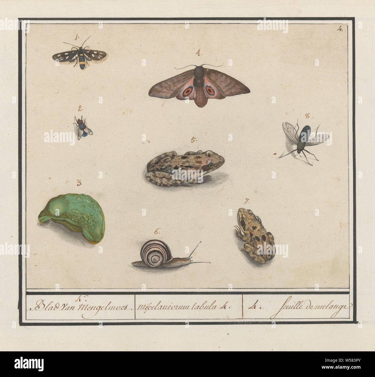 Natural History Ensemble No 4 4 Hodgepodge Leaf