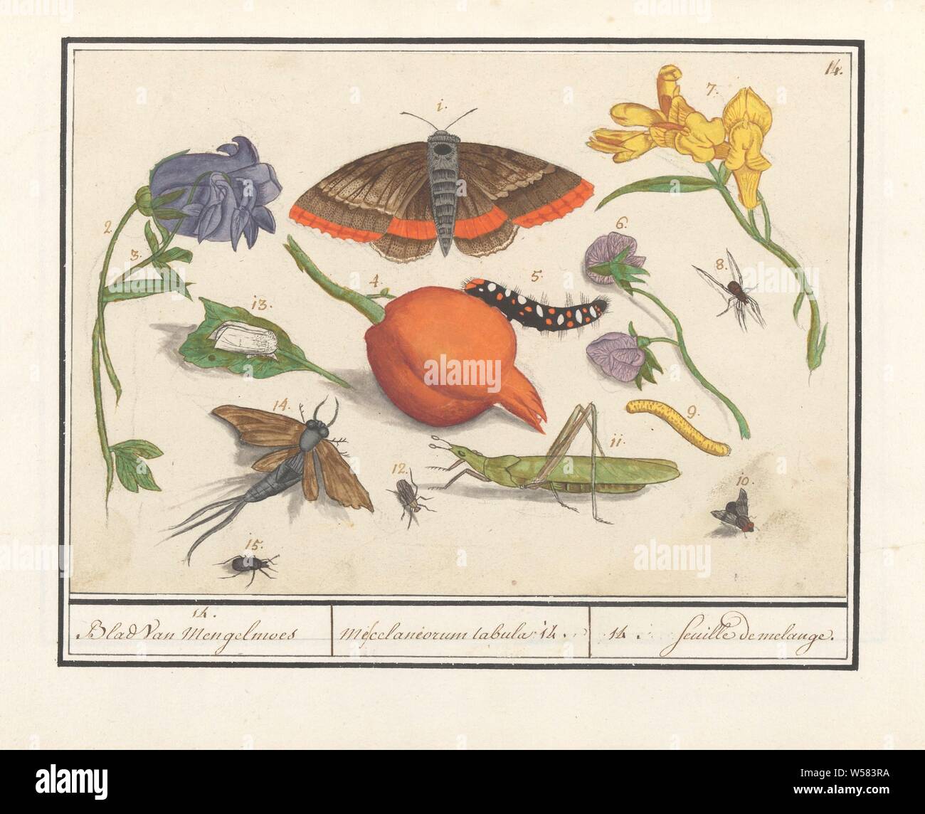 Natural history ensemble (no. 14), 14. Sheet of Mengelmoes / Miscelaniorum tabula 14. / 14. feuille de melange (title on object), Sheet with the fourteenth natural history ensemble with animals and plants, numbers 1-15. Insects (moths, flies, beetles, caterpillars), spider, grasshopper, fruit and flowers. Numbered top right: 14. Part of the seventh album with drawings of reptiles, amphibians and natural history ensembles. The seventh of twelve albums with watercolors of animals, birds and plants, known around 1600, commissioned by Emperor Rudolf II. With explanations in Dutch, Latin and French Stock Photo