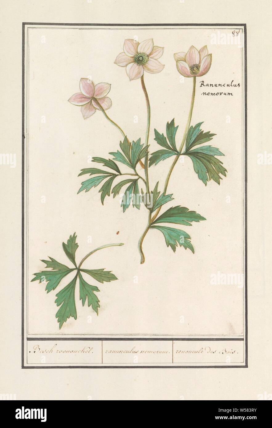 Wood anemone (Anemone nemorosa), Bosch roononckel. / ranunculus nemorum. / ranoncule des Bois (title on object), White forest anemone. Numbered top right: 88. With the Latin name. Part of the first album with drawings of flowers and plants. Eighth of twelve albums with drawings of animals, birds and plants known around 1600, commissioned by Emperor Rudolf II. With explanation in Dutch, Latin and French, Anselmus Boetius de Boodt, 1596 - 1610, paper, watercolor (paint), deck paint, chalk, ink, pen, h 240 mm × w 169 mm Stock Photo
