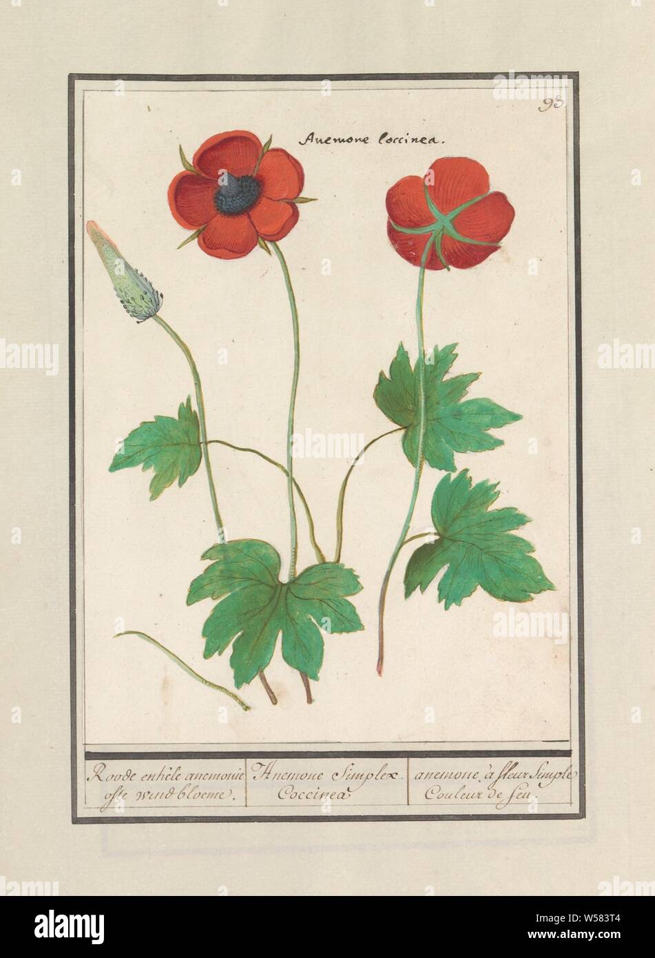Anemone (Anemone), Roode single anemony or wind flower. / Anemone Simplex Coccinea. / anemones à fleur Simple Couleur de feu. (title on object), Red anemone. Numbered top right: 93. With the Latin name. Part of the first album with drawings of flowers and plants. Eighth of twelve albums with drawings of animals, birds and plants known around 1600, commissioned by Emperor Rudolf II. With explanations in Dutch, Latin and French, flowers: anemone, Anselmus Boetius de Boodt, 1596 - 1610, paper, watercolor (paint), deck paint, chalk, ink, pen, h 218 mm × w 163 mm Stock Photo