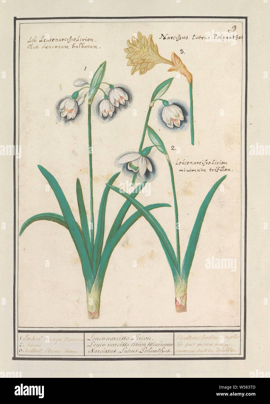 Snowdrops Galanthus And A Daffodil Narcissus 1 Only Early Narcisse 2 Idem 3 Dice Idem Idem Leuco Narcisso Lirion Leuco Narcisso Lirion Minimum Narcissus Lutens Polianthos Narcissus Native Simple Id