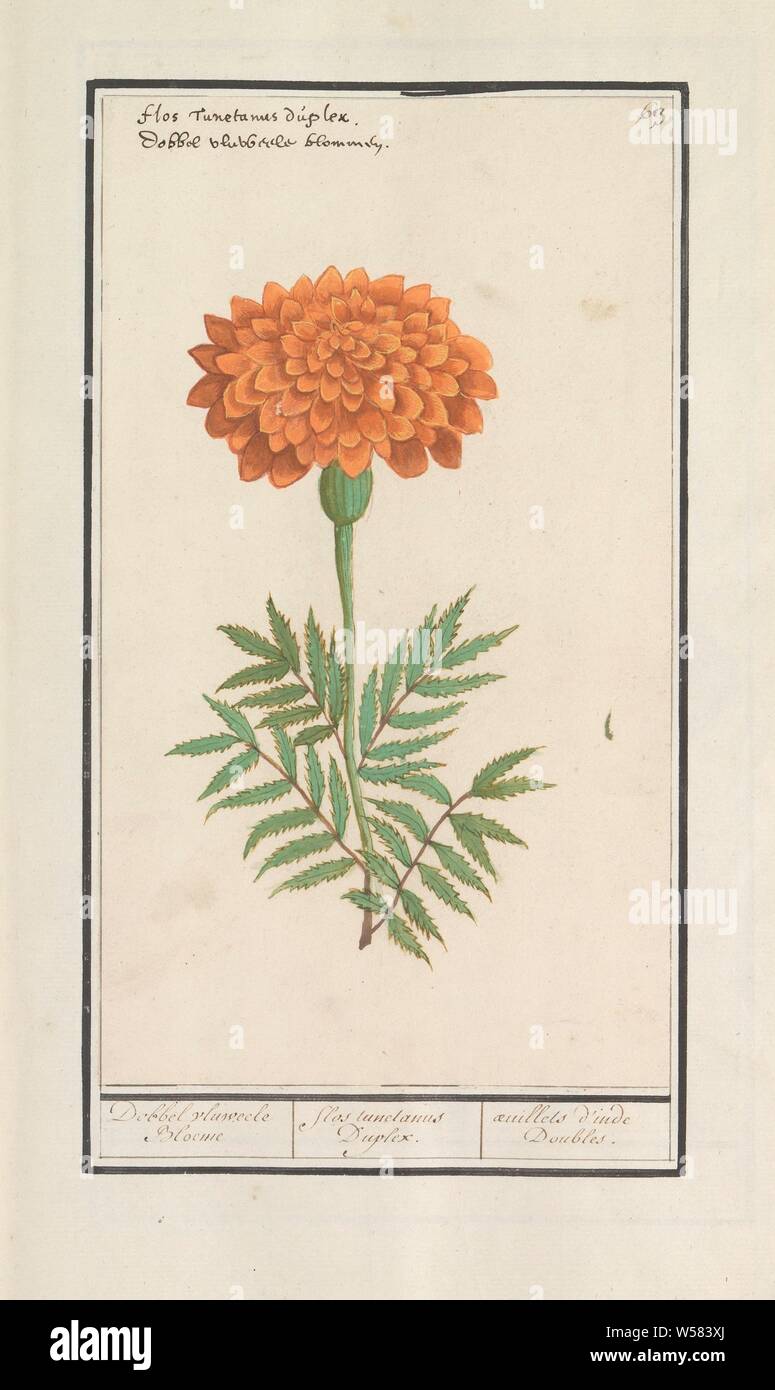 Marigold (Tagetes), Dobbel velvet Bloeme / Flos tunetanus Duplex. / Oeuilles d'inde Doubles. (title on object), Orange tag. Numbered top right: 63. Top left the Latin and Dutch name. Part of the first album with drawings of flowers and plants. Eighth of twelve albums with drawings of animals, birds and plants known around 1600, commissioned by Emperor Rudolf II. With explanation in Dutch, Latin and French, flowers (with NAME), Anselmus Boetius de Boodt, 1596 - 1610, paper, watercolor (paint), deck paint, chalk, ink, pen, h 275 mm × w 158 mm Stock Photo