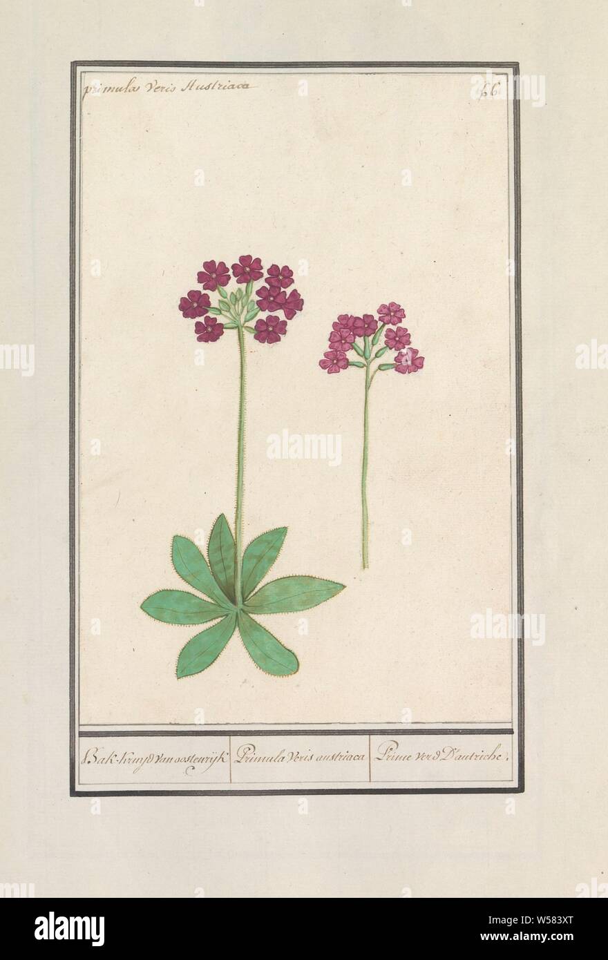 Primrose (Primula), Bak-Kruyd from Austria / Primula Veris austriaca / Prime verd D ' autriche. (title on object), Primrose (Primula) with dark pink flowers. Numbered top right: 66. Top left the Latin name. Part of the first album with drawings of flowers and plants. Eighth of twelve albums with drawings of animals, birds and plants known around 1600, commissioned by Emperor Rudolf II. With explanations in Dutch, Latin and French, Anselmus Boetius de Boodt, 1596 - 1610, paper, watercolor (paint), deck paint, chalk, ink, pen, h 241 mm × w 161 mm Stock Photo