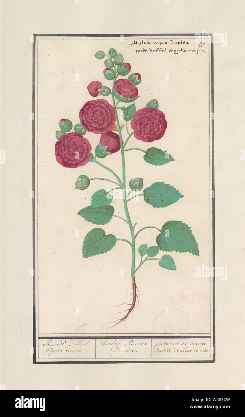 Hollyhock (Alcea rosea), Roode Dobbel wijnter roosen. / Malva Rosea Duplex. / passerose ou mauve double Couleur de rose (title on object), Hollyhock, dark pink double flowers. Numbered top right: 70. At the top the Latin and Dutch name. Part of the first album with drawings of flowers and plants. Eighth of twelve albums with drawings of animals, birds and plants known around 1600, commissioned by Emperor Rudolf II. With explanation in Dutch, Latin and French, flowers (with NAME), Anselmus Boetius de Boodt, 1596 - 1610, paper, watercolor (paint), deck paint, chalk, ink, pen, h 274 mm × w 160 mm Stock Photo