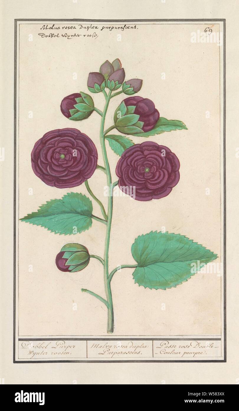 Hollyhock (Alcea rosea), Dobbel Purple wynter roosen. / Malva rosea duplex Purpurasceus. / Passe rose Double - Couleur pourpre. (title on object), Hollyhock, purple double flowers. Numbered top right: 69. At the top the Latin and Dutch name. Part of the first album with drawings of flowers and plants. Eighth of twelve albums with drawings of animals, birds and plants known around 1600, commissioned by Emperor Rudolf II. With explanation in Dutch, Latin and French, flowers (with NAME), Anselmus Boetius de Boodt, 1596 - 1610, paper, watercolor (paint), deck paint, chalk, ink, pen, h 286 mm × w Stock Photo