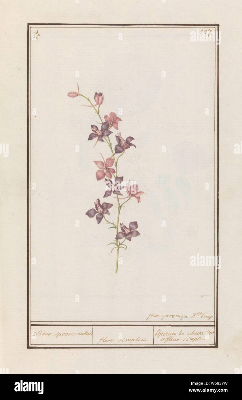 Larkspur (Consolida) knight rail single. / floro simplici. / Esperon the chevalier afluer simple. (title on object), Larkspur. Numbered top right: 107. Top left marked with an asterisk. Part of the second album with drawings of flowers and plants. Ninth of twelve albums with drawings of animals, birds and plants known around 1600, commissioned by Emperor Rudolf II. With explanations in Dutch, Latin and French., Flowers (with NAME), Jan Anton Garemyn (mentioned on object), Bruges, 1790 - 1799, paper, watercolor (paint), deck paint, brush, h 430 mm × w 270 mm Stock Photo