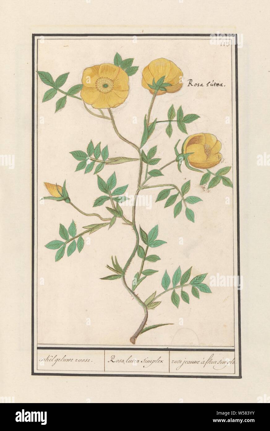 Rose (Rosa) single gel rose / Rosa lutea simplex / rose jeaune à fleur simple (title on object), Yellow rose. Numbered top right: 113. With the Latin name. Part of the second album with drawings of flowers and plants. Ninth of twelve albums with drawings of animals, birds and plants known around 1600, commissioned by Emperor Rudolf II. With explanations in Dutch, Latin and French., Anselmus Boetius de Boodt, 1596 - 1610, paper, watercolor (paint), deck paint, pencil, ink, pen, h 259 mm × w 167 mm Stock Photo