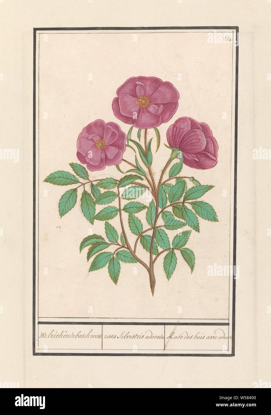 Wild rose (Rosa) Fragrant bosch roose / rosa silverstris adorata. / Rose des bois avec odeur (title on object), Wild-scented rose. Numbered top right: 110. Part of the second album with drawings of flowers and plants. Ninth of twelve albums with drawings of animals, birds and plants known around 1600, commissioned by Emperor Rudolf II. With explanations in Dutch, Latin and French., Flowers: rose, Anselmus Boetius de Boodt, 1596 - 1610, paper, watercolor (paint), deck paint, pencil, pen, h 216 mm × w 145 mm Stock Photo