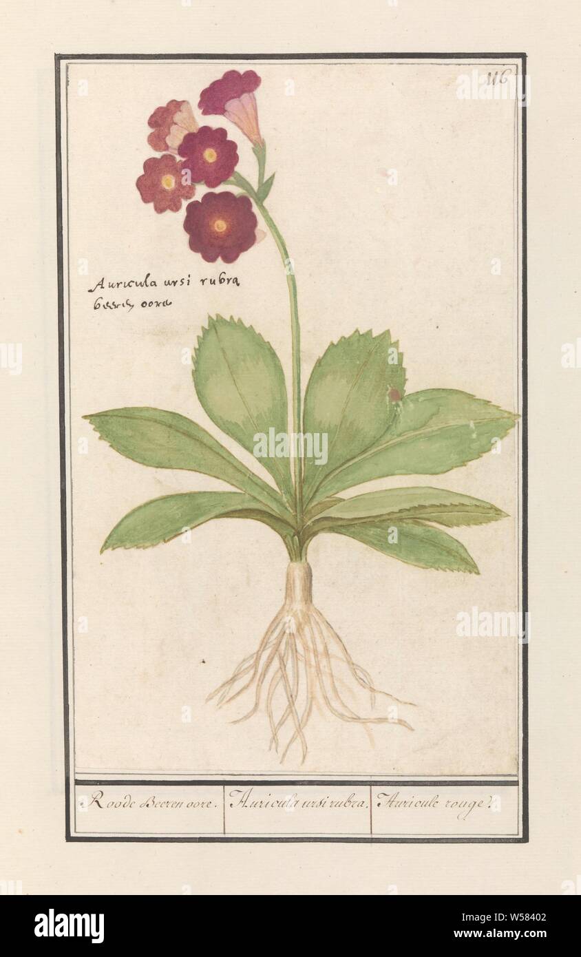 Primrose (Primula) Roode Beeren oore. / Auricula ursi rubra. / Auricule rouge (title on object), Steutelbloem. Numbered top right: 116. With the Latin names. Part of the second album with drawings of flowers and plants. Ninth of twelve albums with drawings of animals, birds and plants known around 1600, commissioned by Emperor Rudolf II. With explanation in Dutch, Latin and French, Anselmus Boetius de Boodt, 1596 - 1610, paper, watercolor (paint), deck paint, ink, pen, h 270 mm × w 167 mm Stock Photo