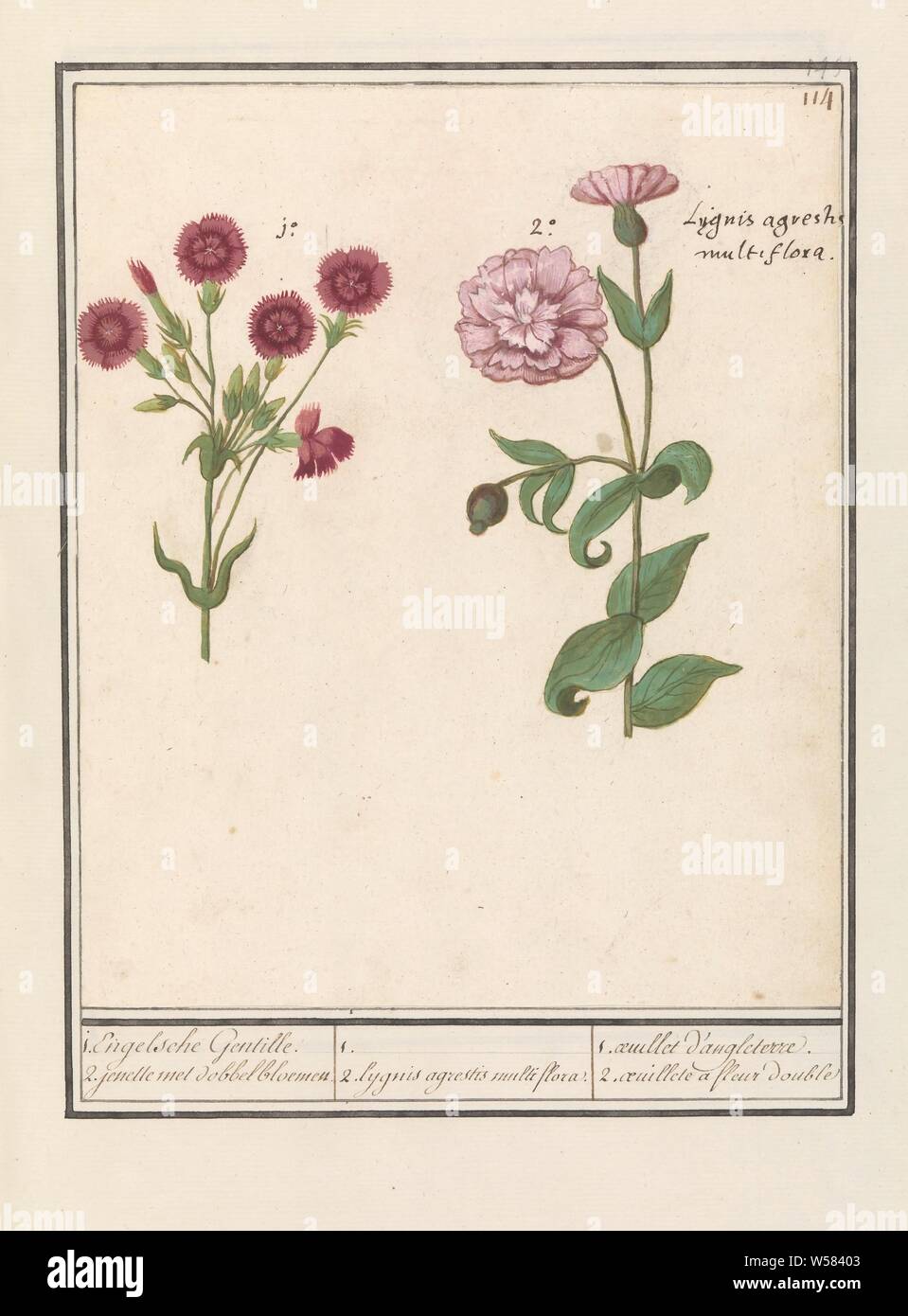 >Two Carnations Dianthus 1 English Gentille 2 Jenelle With Dice Flowers 1 2 Lygnis Agrestis Multiflora 1 Oeuillet D Angleterre 2 Aeuillete A Fleur Double Title On Object Two Types Of