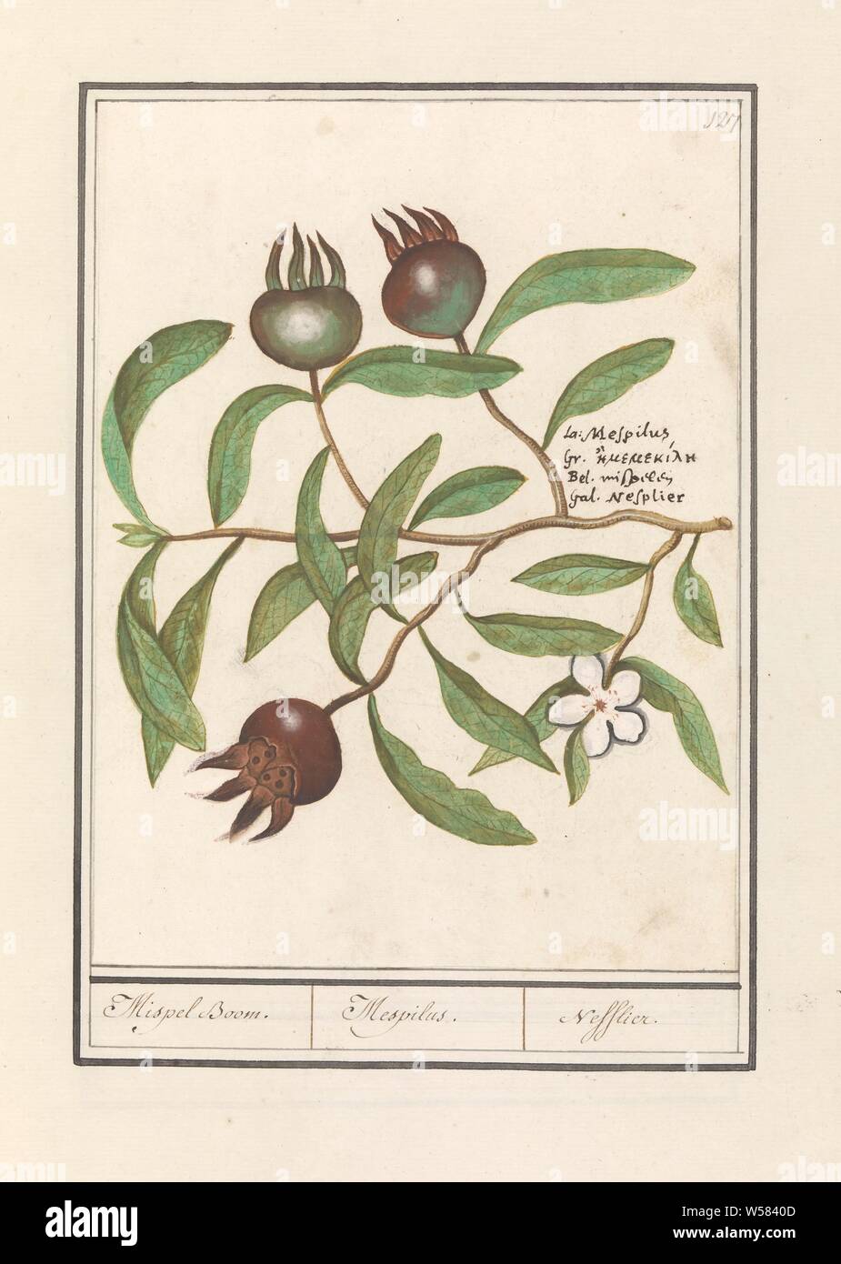 Mispel (Mespilus germanica) Mispel Boom. / Mespilus. / Nefflier (title on object), Medlar, branch with leaves, flower and fruits. Numbered top right: 127. Right the name in four languages. Part of the second album with drawings of flowers and plants. Ninth of twelve albums with drawings of animals, birds and plants known around 1600, commissioned by Emperor Rudolf II. With explanations in Dutch, Latin and French., Fruits: medlar, Anselmus Boetius de Boodt, 1596 - 1610, paper, watercolor (paint), deck paint, ink, chalk, pen, h 237 mm × w 177 mm Stock Photo