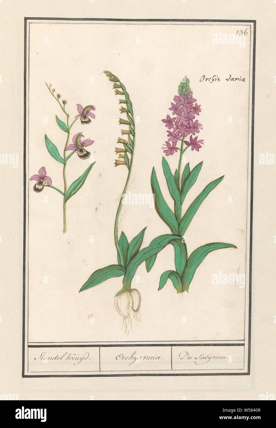Orchid (Orchidaceae) Standel Kruijd. / Orchys variety. / Du Satijrion. (title on object), Three orchids. Numbered top right: 136. Top right the Latin name. Part of the second album with drawings of flowers and plants. Ninth of twelve albums with drawings of animals, birds and plants known around 1600, commissioned by Emperor Rudolf II. With explanation in Dutch, Latin and French., Flowers: orchid, Anselmus Boetius de Boodt, 1596 - 1610, paper, watercolor (paint), deck paint, ink, chalk, pen, h 246 mm × w 169 mm Stock Photo