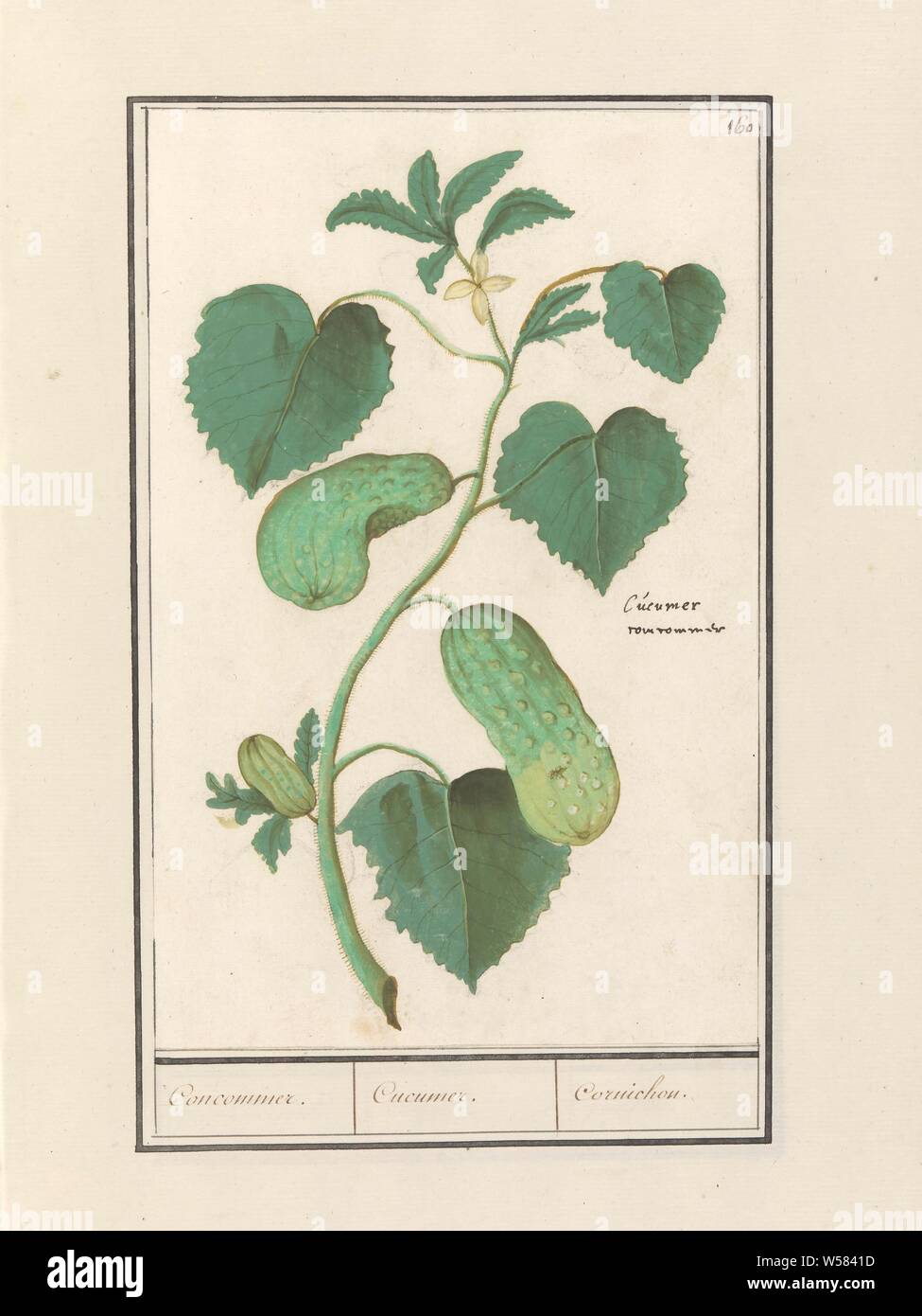 Cucumber (Cucumis sativus) Concommer. / Cucumer. / Cornichon. (title on  object), Cucumber. Branch with leaves, flower and some fruits. Numbered top  right: 160. With the fruit the Latin name. Part of the