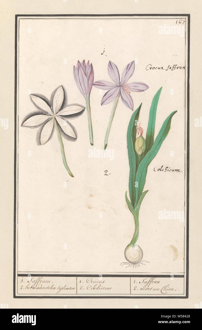 Autumn crocus (Colchicum autumnale) 1. Saffraes. 2. hermodactels tijeless / 1. Crocus 2. Colchicum / 1. Saffran 2. mort au Chien. (title on object), Autumn crocus. Three loose flowers and a plant with a bulb, leaves and bud. Numbered top right: 167. With the flowers the Latin name. Part of the second album with drawings of flowers and plants. Ninth of twelve albums with drawings of animals, birds and plants known around 1600, commissioned by Emperor Rudolf II. With explanation in Dutch, Latin and French., Anselmus Boetius de Boodt, 1596 - 1610, paper, watercolor (paint), deck paint, ink, chalk Stock Photo