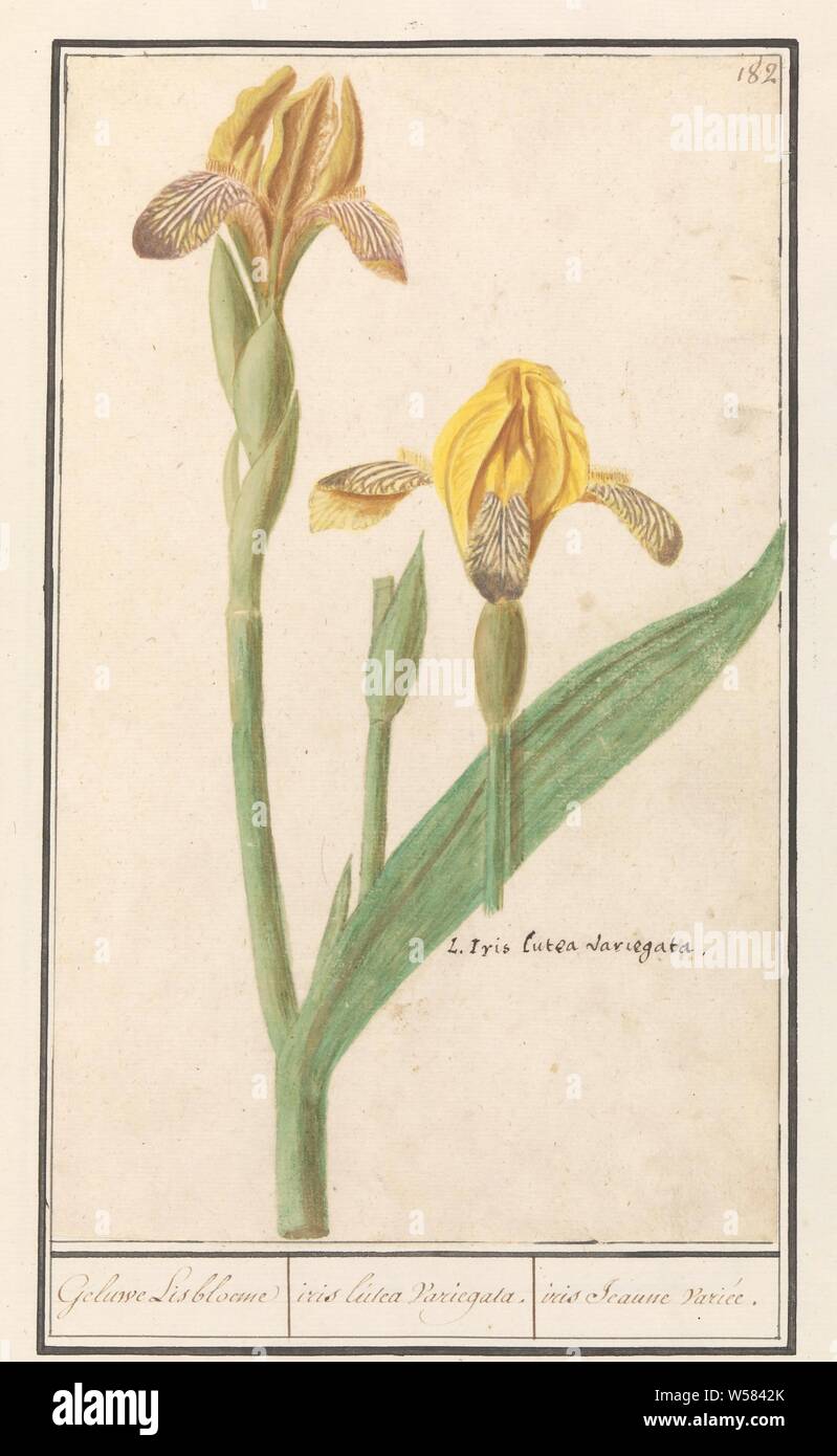 Yellow Iris (Iris pseudacorus) Geluwe Lisbloeme / iris lutea Variegata. / iris Jeaune variety (title on object), Yellow Iris. Numbered top right: 182. Bottom right the Latin name. Part of the second album with drawings of flowers and plants. Ninth of twelve albums with drawings of animals, birds and plants known around 1600, commissioned by Emperor Rudolf II. With explanation in Dutch, Latin and French., Anselmus Boetius de Boodt, 1596 - 1610, paper, watercolor (paint), deck paint, chalk, ink, pen, h 277 mm × w 170 mm Stock Photo