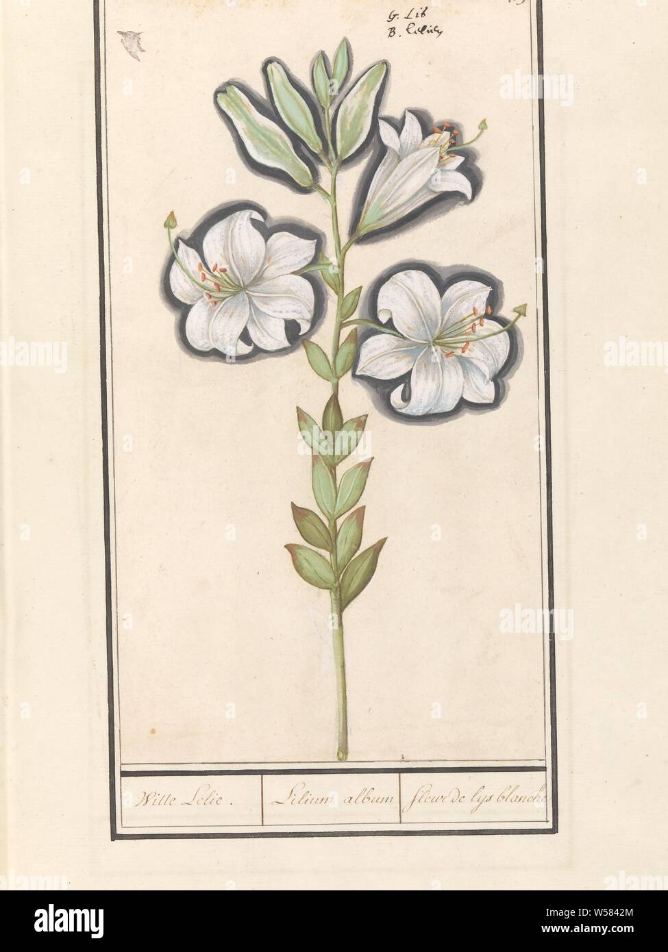 White lily (Lilium candidum) White lily. / Lilium album / Fleur de lys  blanche (title on object), White lily. Numbered top right: 179. At the top  the name in two languages. Part