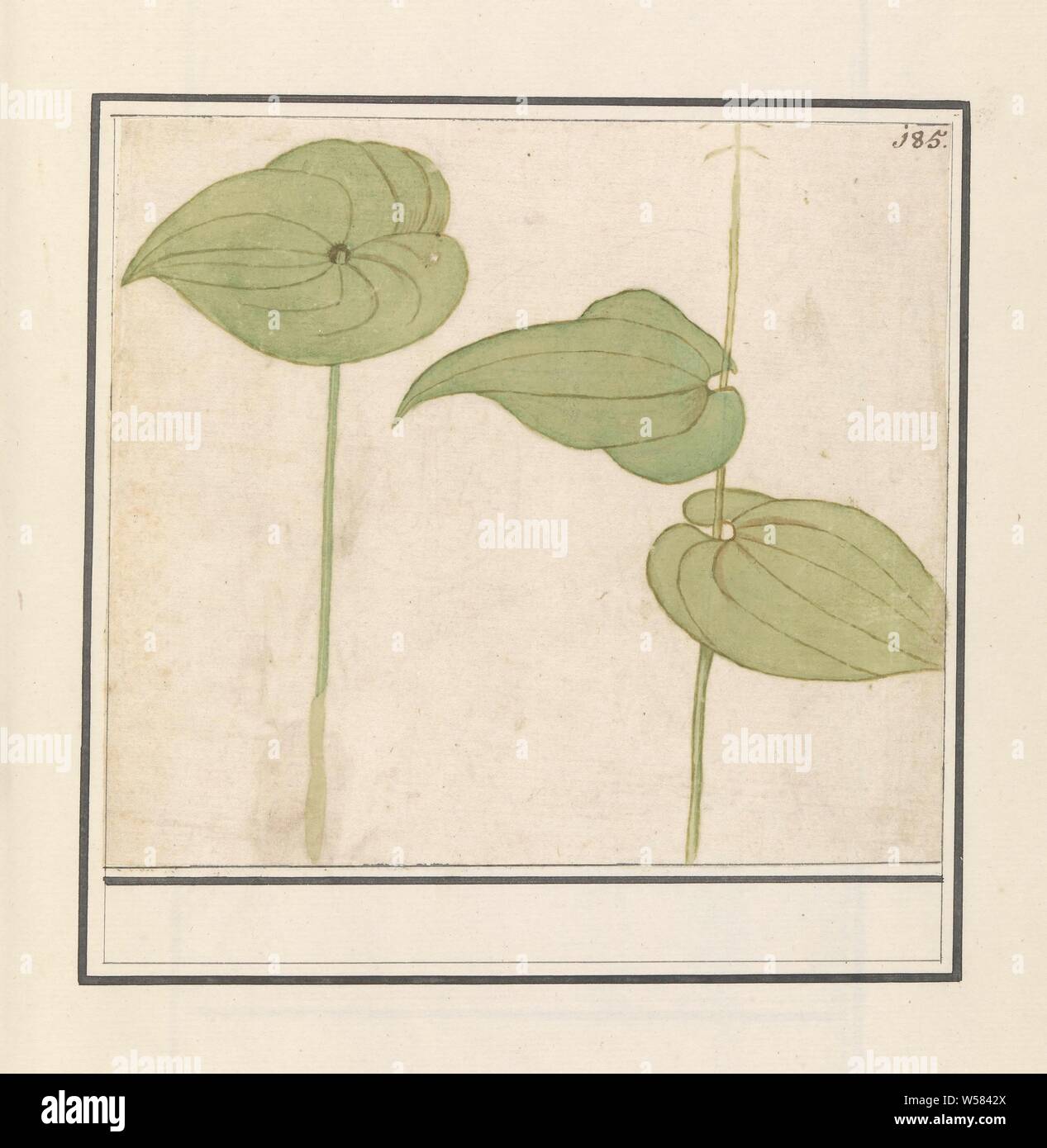 Plant (unknown species), leaves of an unknown plant, possibly of a water lily. Numbered top right: 185. Part of the second album with drawings of flowers and plants. Ninth of twelve albums with drawings of animals, birds and plants known around 1600, commissioned by Emperor Rudolf II. With explanation in Dutch, Latin and French., Plants and herbs, flowers: water-lily, Anselmus Boetius de Boodt, 1596 - 1610, paper, watercolor (paint), deck paint, chalk, pen, h 167 mm × w 190 mm Stock Photo