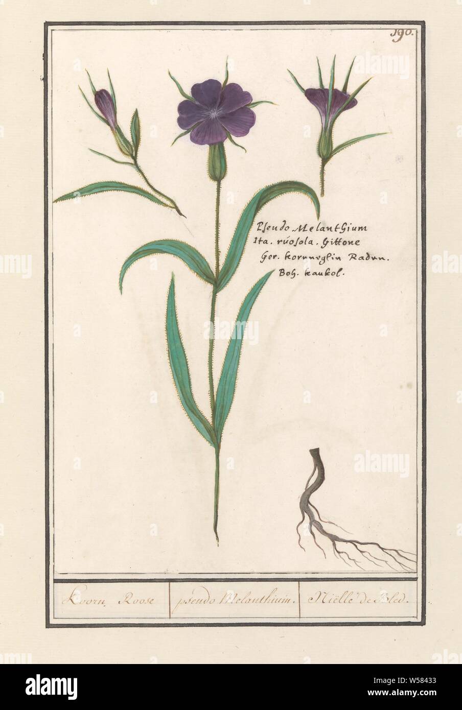 Bolderik (Agrostemma githago) Koorn Roose / pseudo Melanthium. / Nielle de Bled (title on object), Bolderik or corn rose. Numbered top right: 190. Right the name in four languages. Part of the second album with drawings of flowers and plants. Ninth of twelve albums with drawings of animals, birds and plants known around 1600, commissioned by Emperor Rudolf II. With explanations in Dutch, Latin and French, Anselmus Boetius de Boodt, 1596 - 1610, paper, watercolor (paint), deck paint, chalk, ink, pen, h 258 mm × w 172 mm Stock Photo
