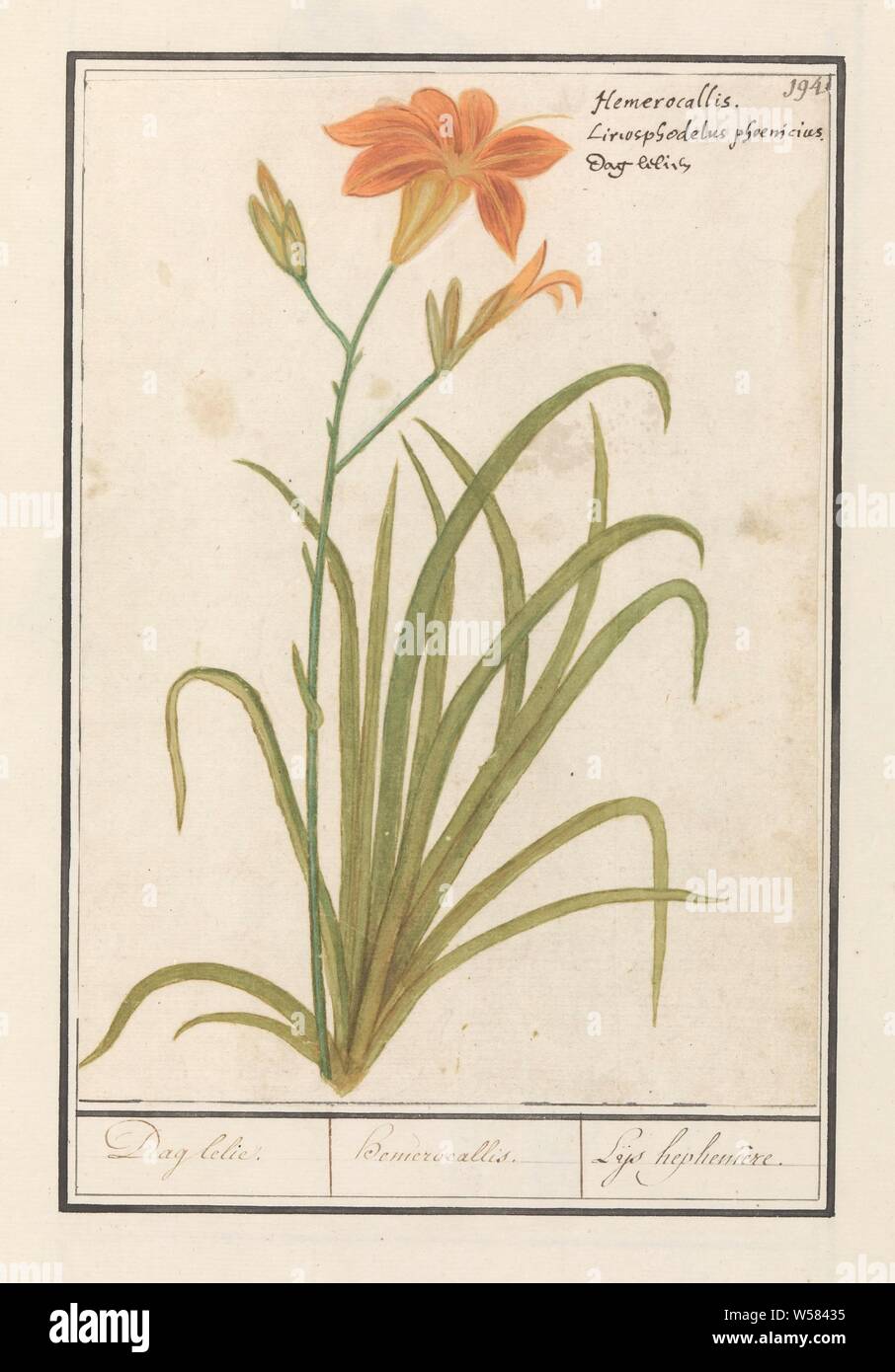 Orange day lily (Hemerocallis) Day lily. / hemerocallis. / Leys hephemere (title on object), Orange day lily. Numbered top right: 194. Top right the Latin and Dutch name. Part of the second album with drawings of flowers and plants. Ninth of twelve albums with drawings of animals, birds and plants known around 1600, commissioned by Emperor Rudolf II. With explanations in Dutch, Latin and French., Flowers: lily, Anselmus Boetius de Boodt, 1596 - 1610, paper, watercolor (paint), deck paint, chalk, ink, pen, h 255 mm × w 184 mm Stock Photo