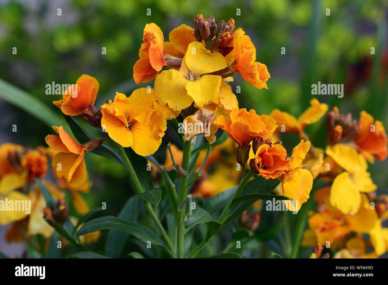 Close up of yellow erysimum (wallflower) flowers in bloom Stock Photo