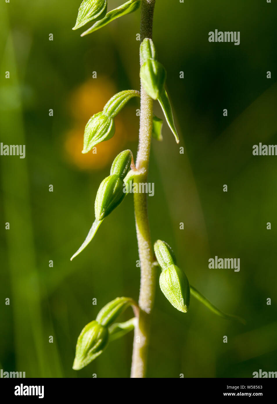 Young Broad-leaved helleborine buds (Epipactis helleborine) Stock Photo