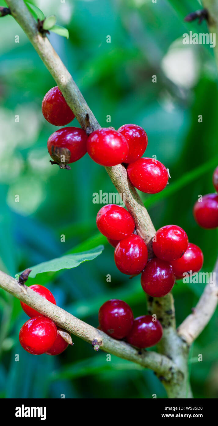 Mezereon berries (Daphne mezereum) Stock Photo