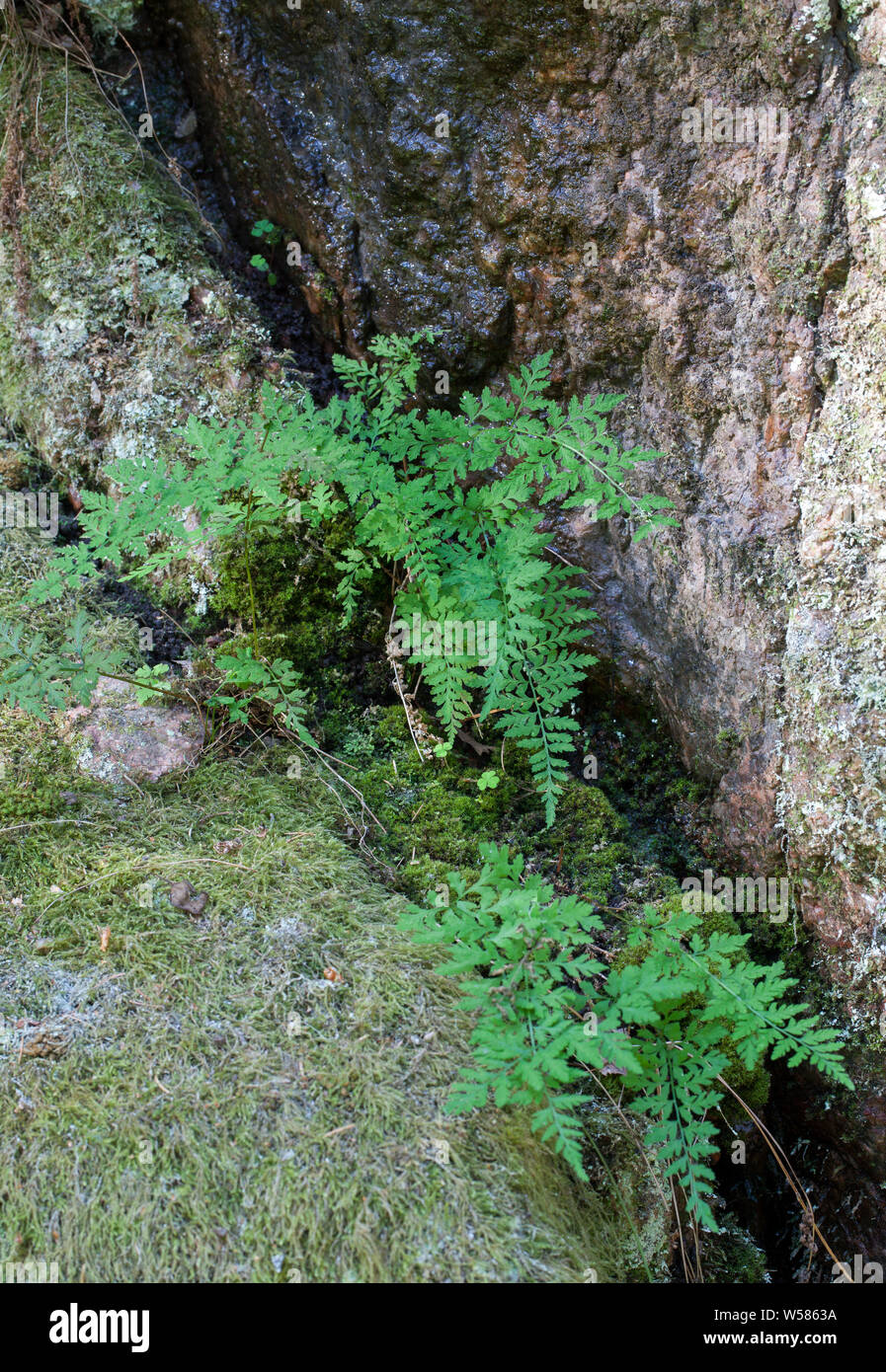 Common fragile fern (Cystopteris fragilis) Stock Photo