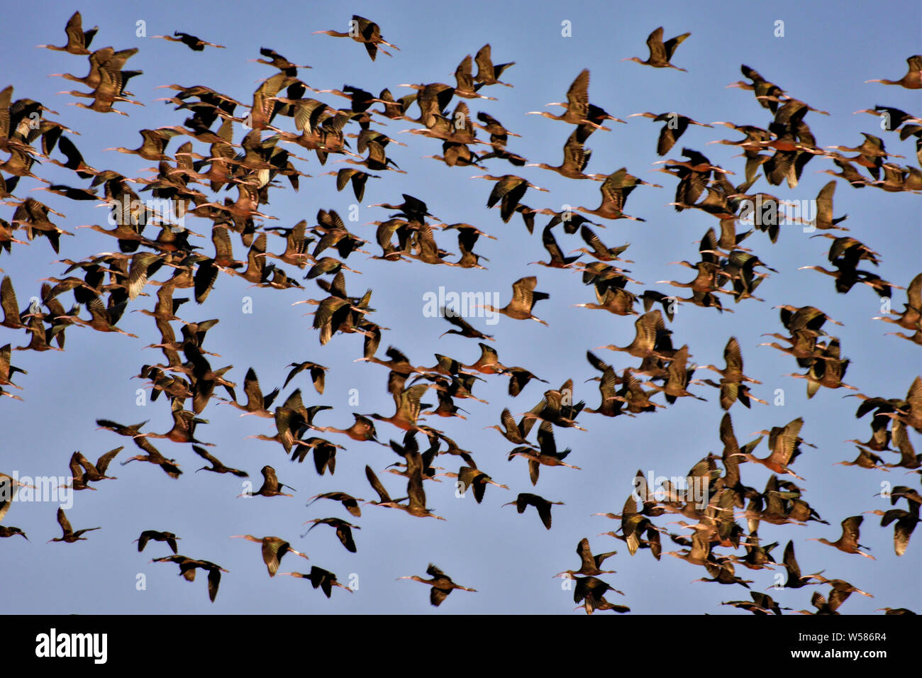 Large group of glossy ibis flying Stock Photo