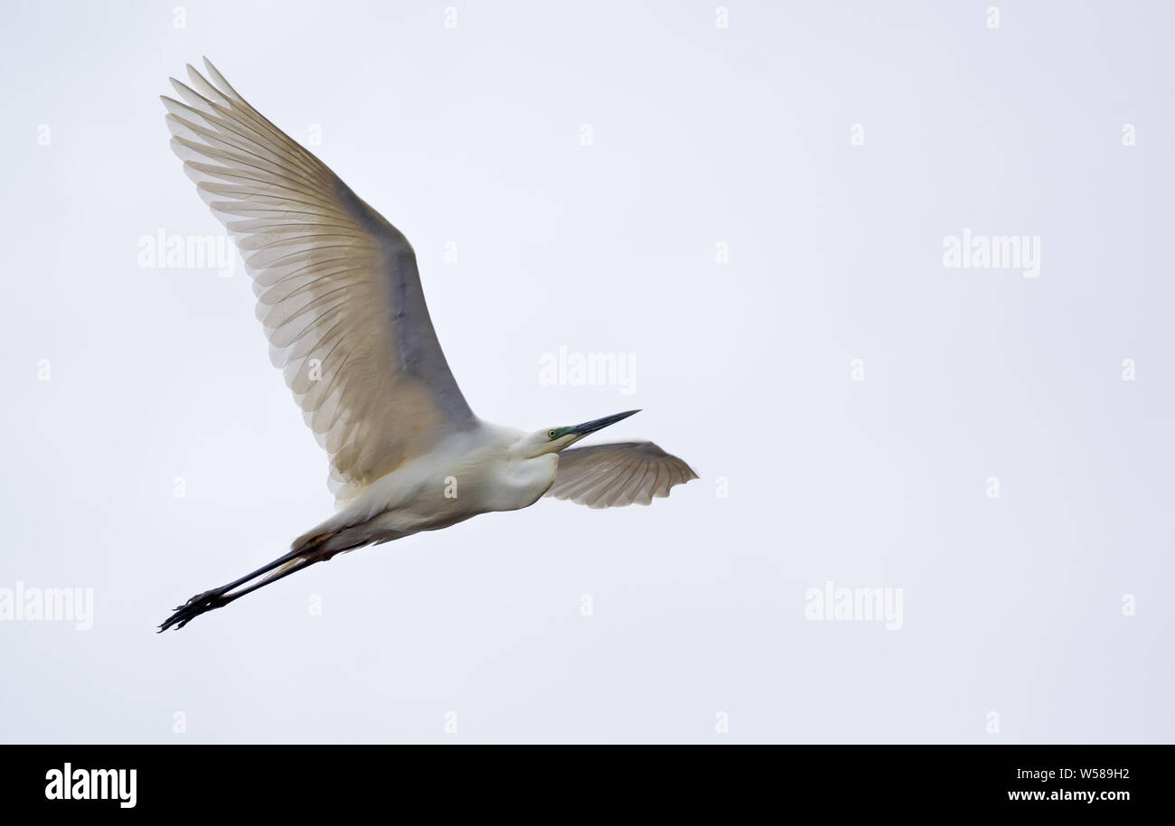 Great White Egret in flight with fully spreaded wings and light white sky Stock Photo