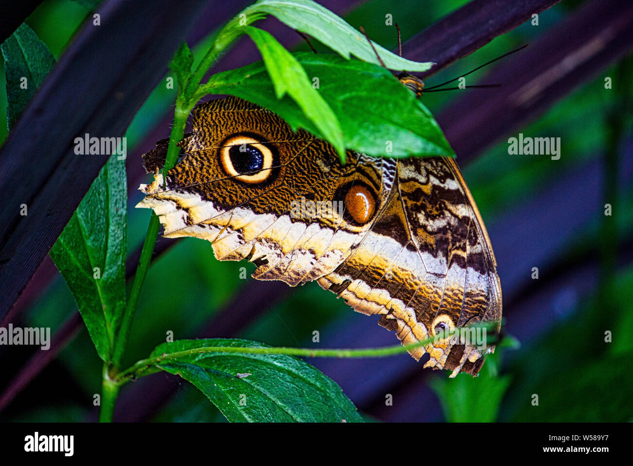 Fake eyes hi-res stock photography and images - Alamy