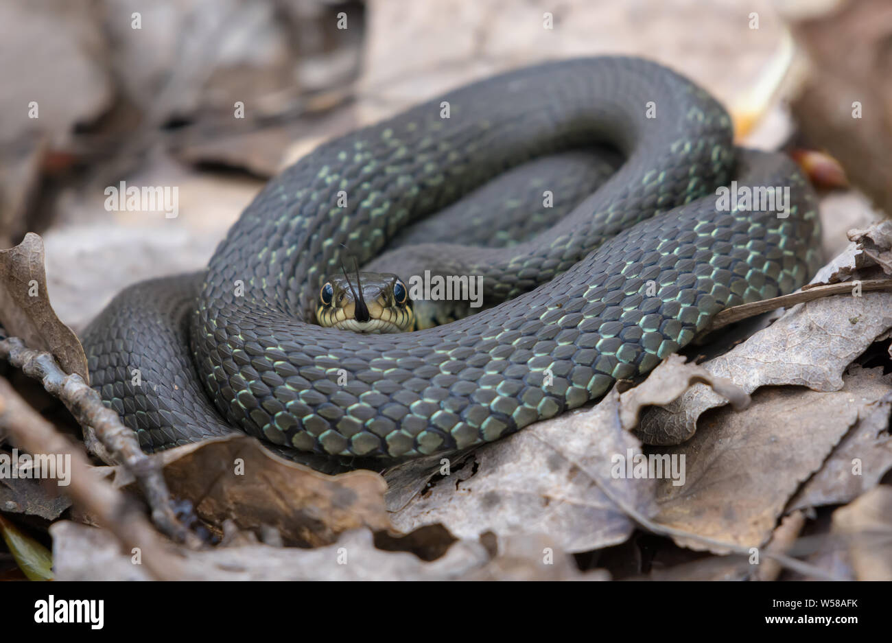 Not very big Grass snake lies ringed on forest leaves and litter floor while sticking his tongue out to gather scents Stock Photo