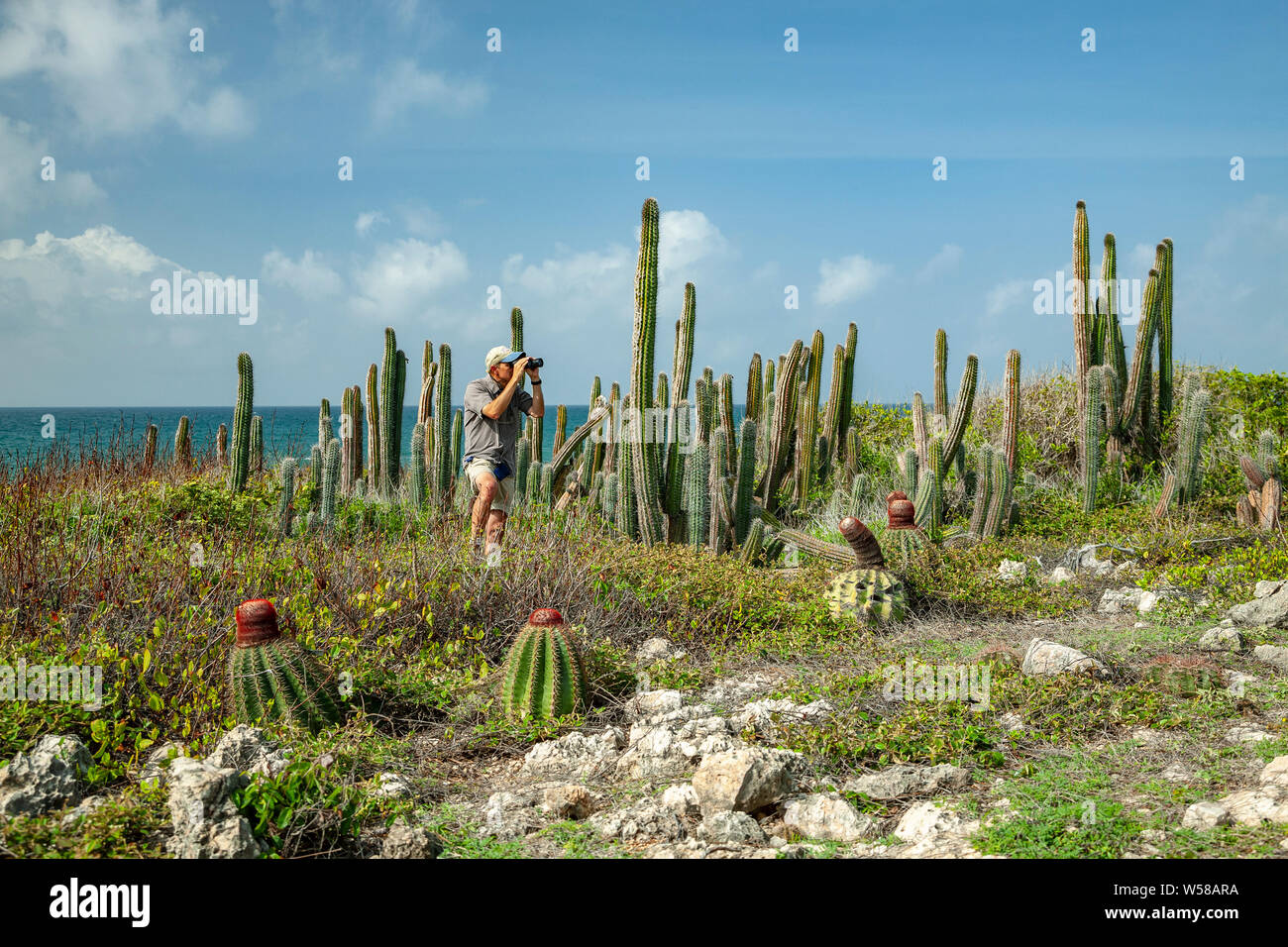 Bird watching, Guanica Dry Forest, Guanica, Puerto Rico Stock Photo