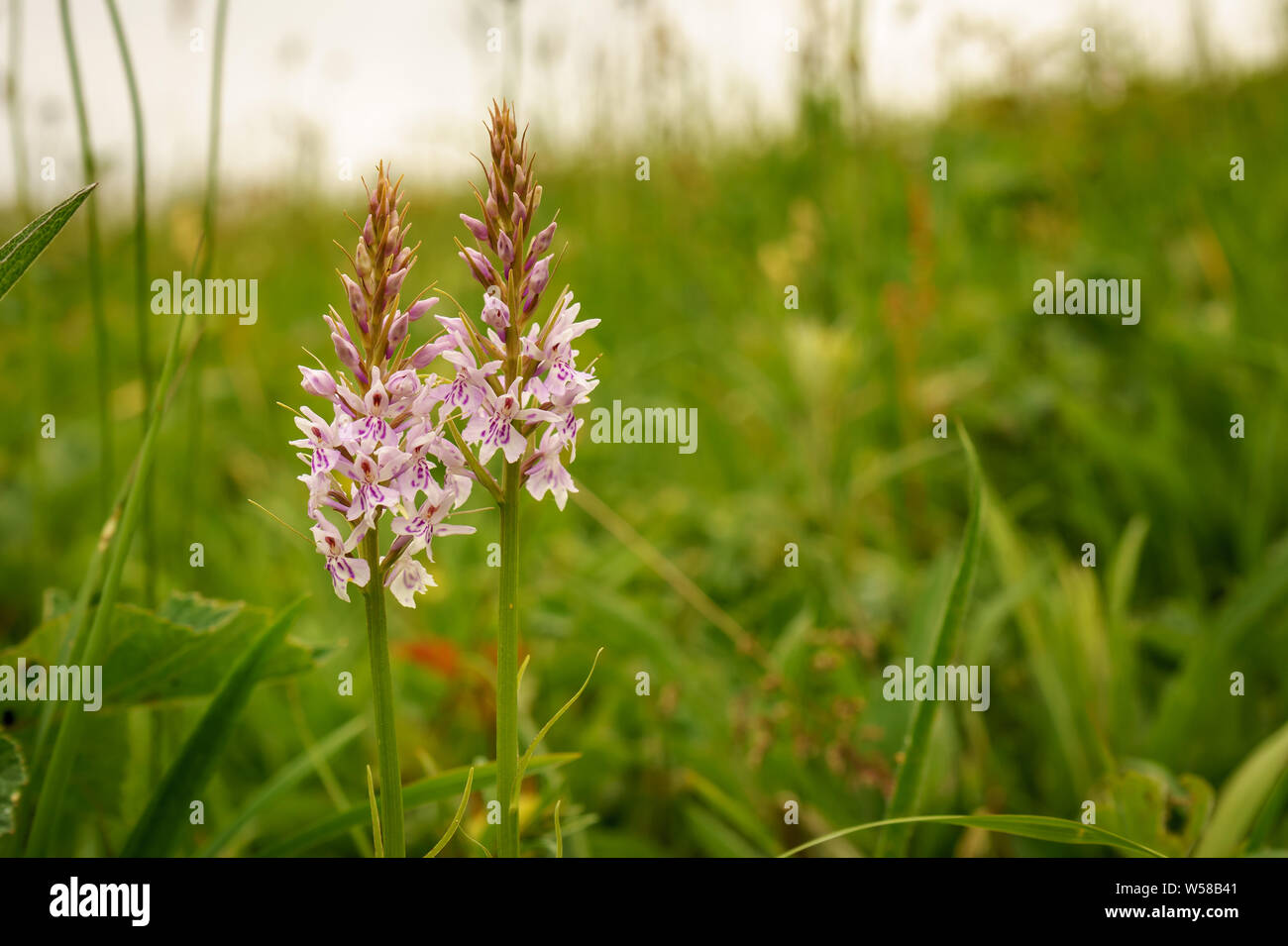 Chalk grassland meadow Stock Photo - Alamy