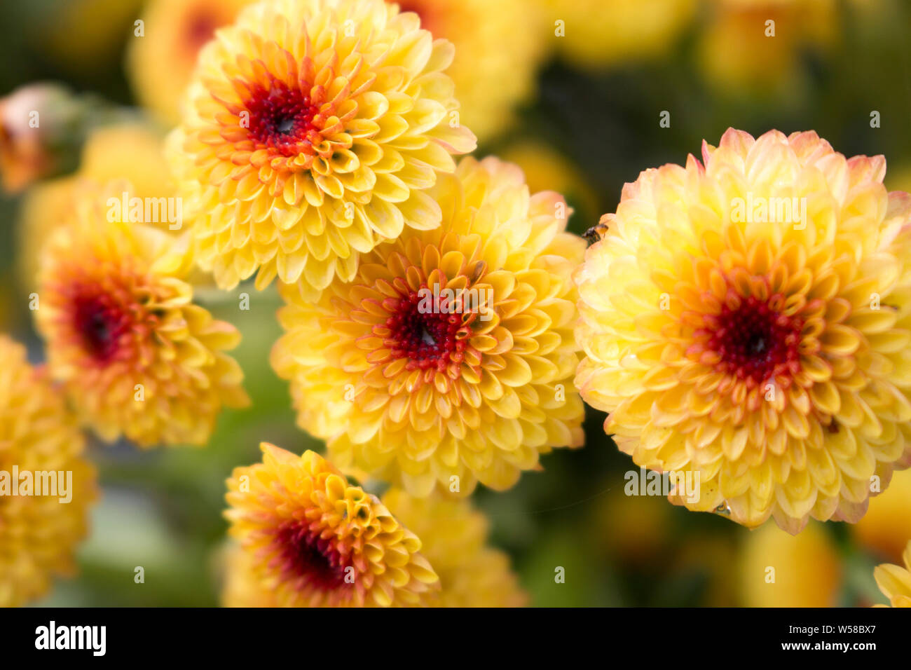 Several blooming Lollipop Yellow Chrysanthemum flowers with water drops in center from morning dew. Blurry background. Stock Photo