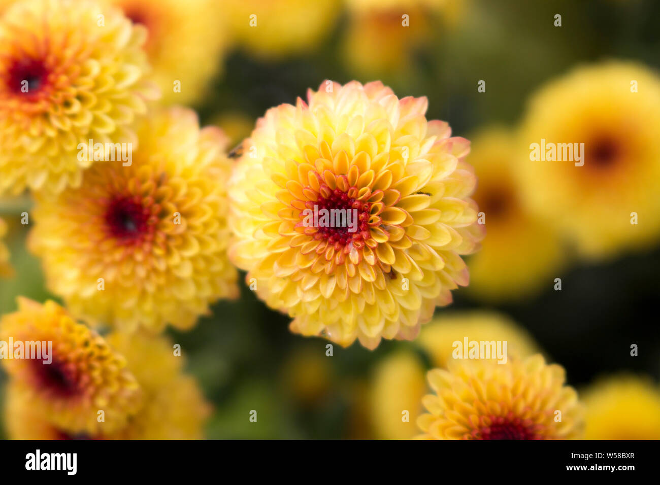Close up of a single Lollipop Yellow Chrysanthemum flower in full bloom with water drops in center. Blurry background. Stock Photo