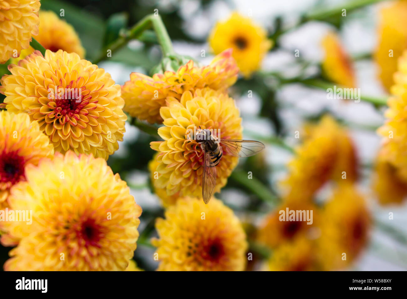 Single hoverfly on a flower in a field of Lollipop Yellow Chrysanthemum flowers in full bloom. Blurry background. Stock Photo