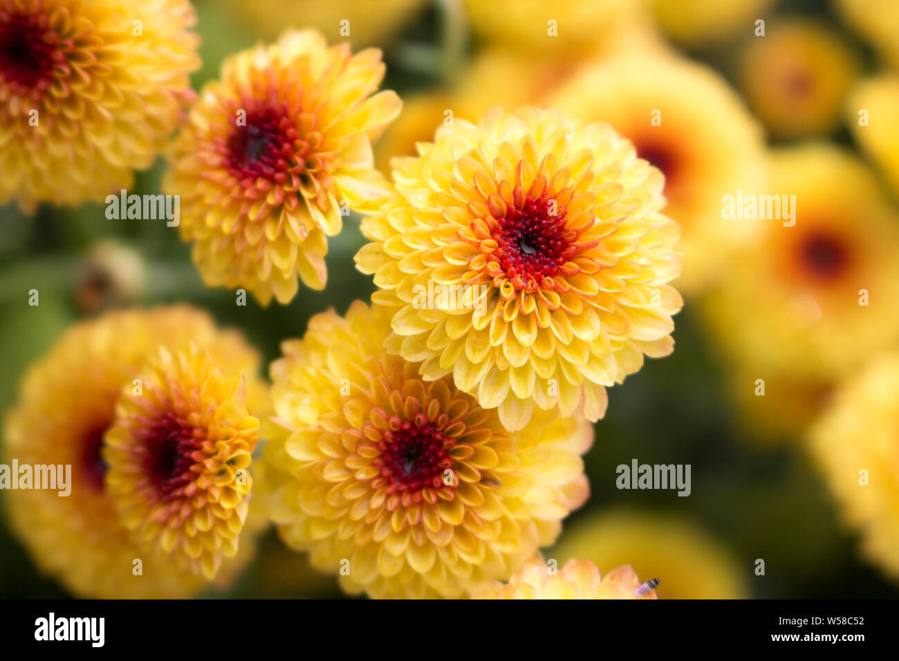 Lollipop Yellow Chrysanthemum blossoms in full bloom with water drops in center from morning dew. Blurry background. Stock Photo
